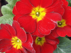 花 (7)