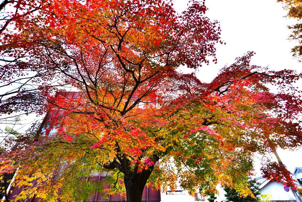 紅葉2
