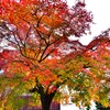 紅葉2