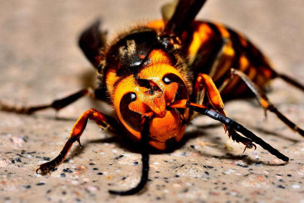 重症のスズメバチ！