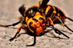 重症のスズメバチ！