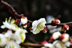 雨の梅林公園　5