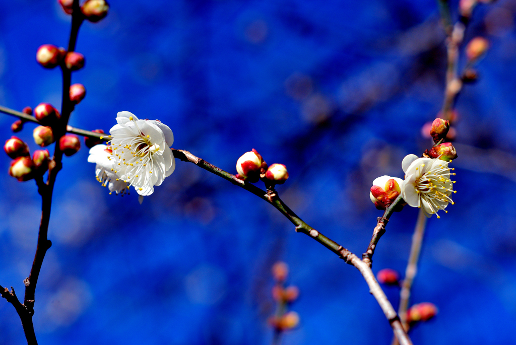 今朝の梅林公園！　3　1/22