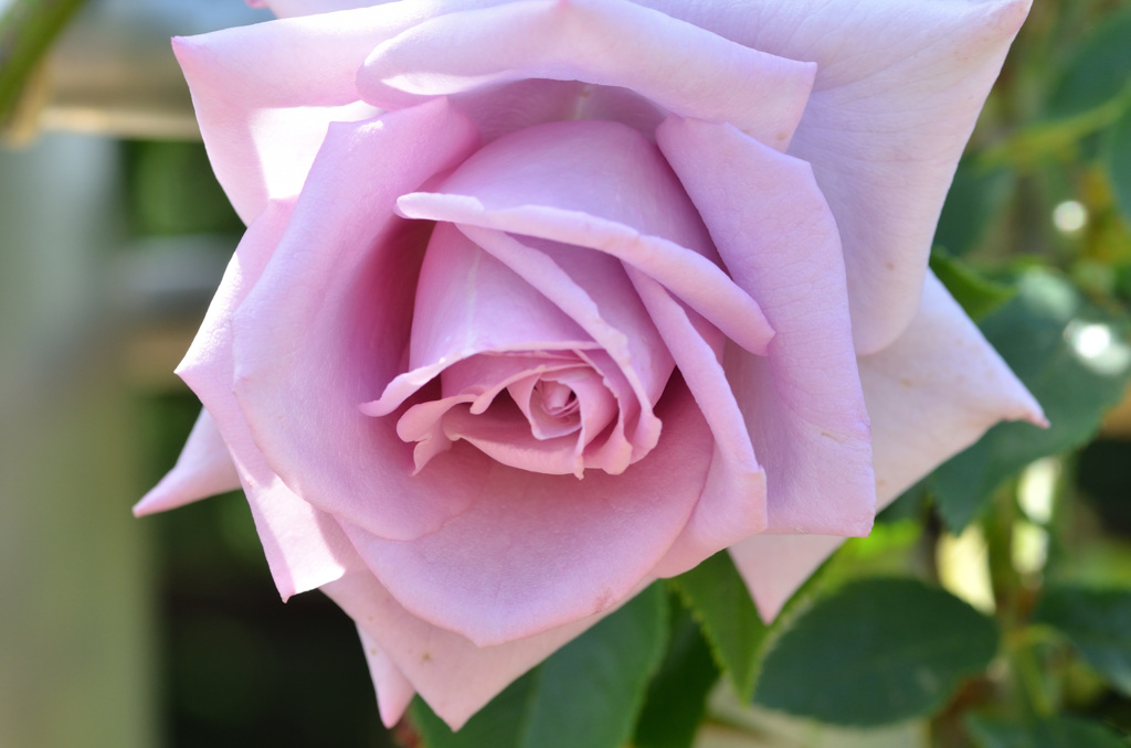 花フェスタ記念公園にて (6)