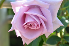 花フェスタ記念公園にて (6)