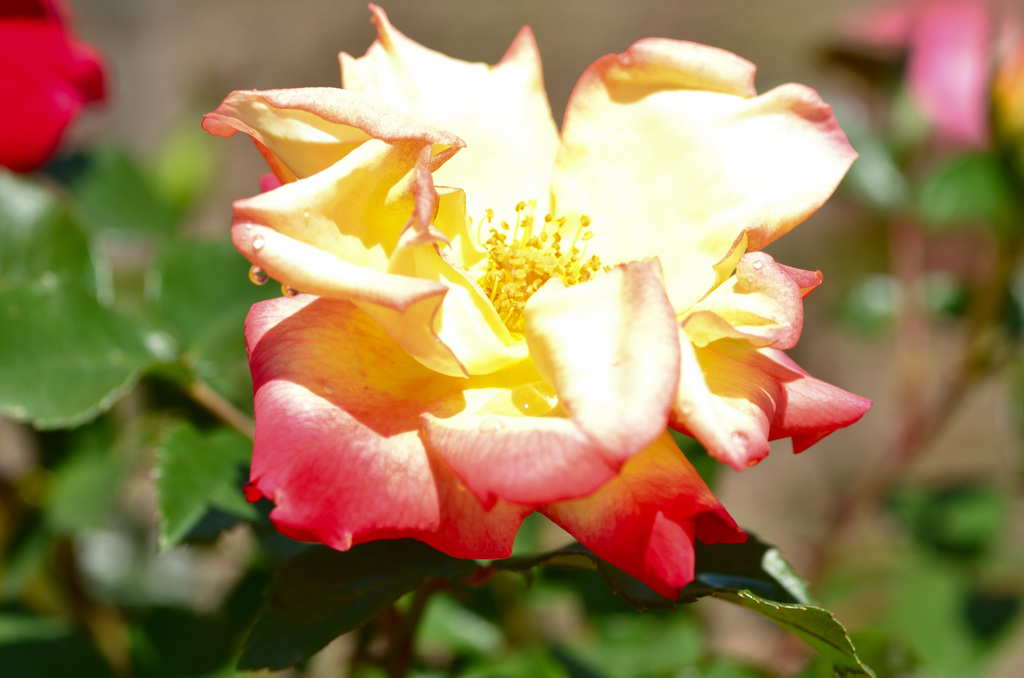 花フェスタ記念公園にて (9)