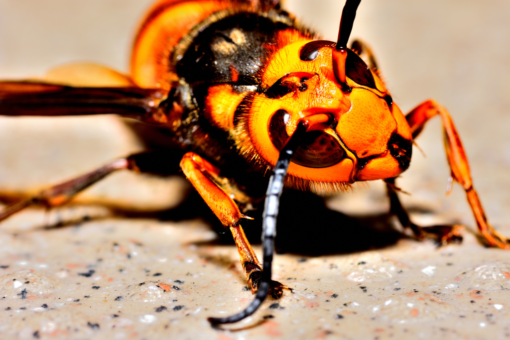 瀕死のスズメバチ！3