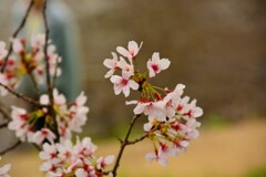 桜　新境川 (5)