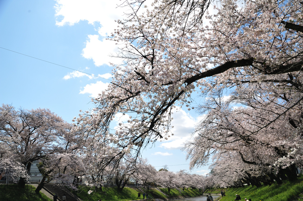 桜　新境川2020.04 (4)