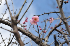 梅林公園2020.02 (10)
