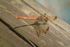 赤とんぼ！