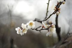 梅林公園2020.02 (9)