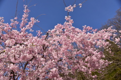 枝垂れ桜 (2)
