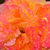水玉の薔薇 (9)