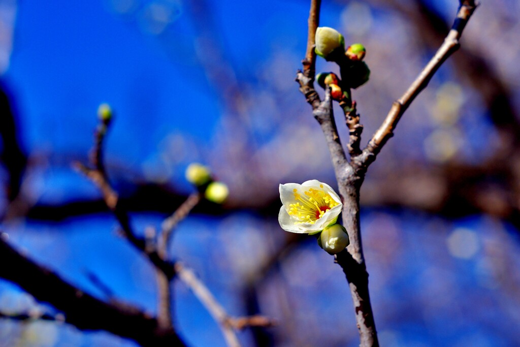 今朝の梅林公園！　2　1/22