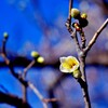 今朝の梅林公園！　2　1/22