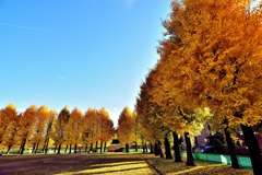 岐阜市　雄日ヶ丘公園のイチョウ！　5　11/23