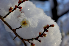 雪の梅林公園！　2　1/23