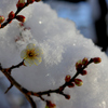 雪の梅林公園！　2　1/23