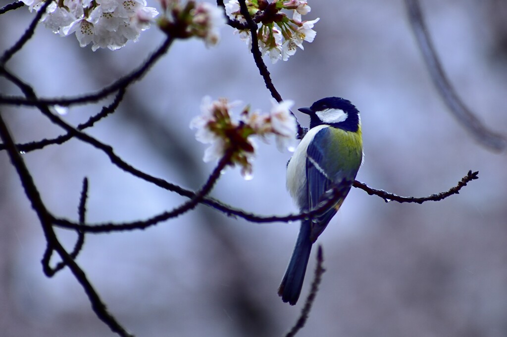 小雨の桜と四十雀！