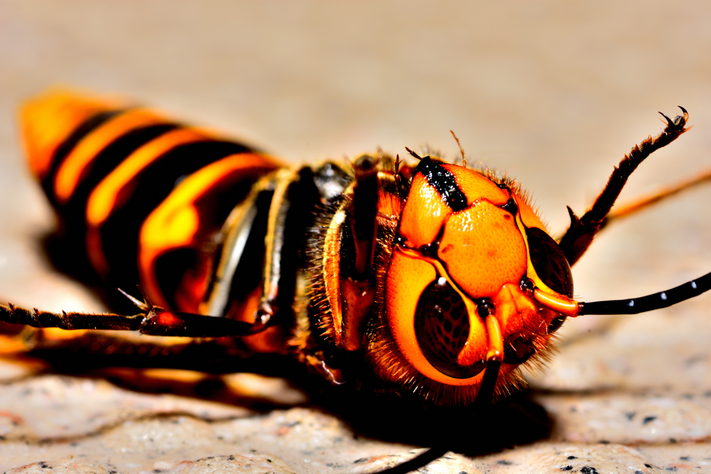 瀕死のスズメバチ！5