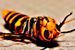 瀕死のスズメバチ！5