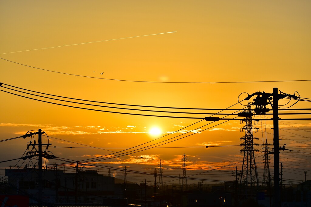 朝陽と鷺と飛行機雲