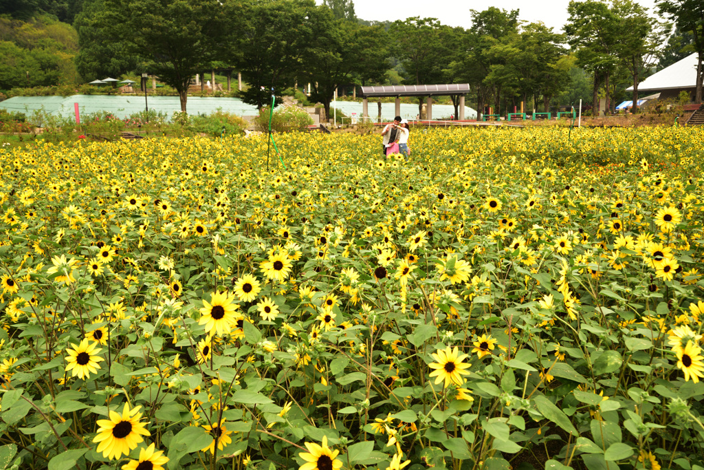 花フェスタ記念公園にて20200808 (3)