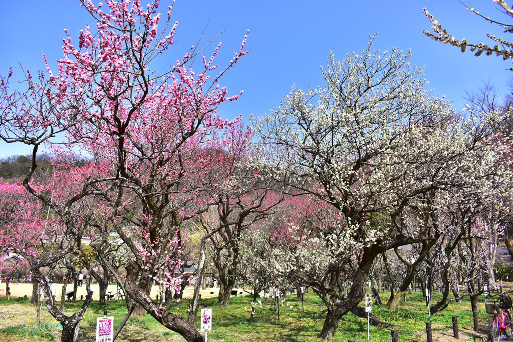 梅林公園　0311 (1)