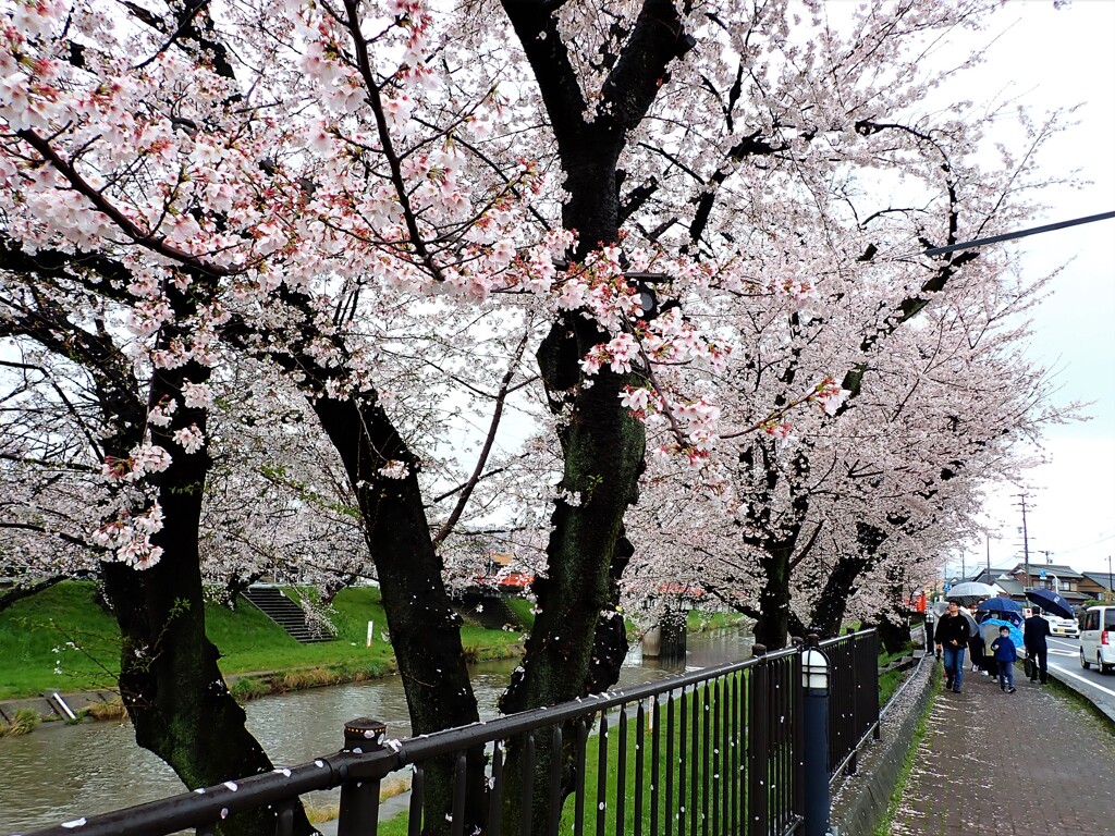 雨の新境川　桜