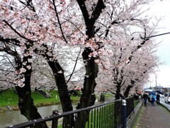 雨の新境川　桜