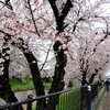 雨の新境川　桜