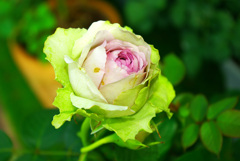 隣の薔薇　1