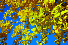 岐阜市　梅林公園の黄葉！　11/20　