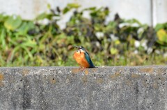 カワセミ 0211 (5)