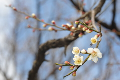 梅林公園2020.02 (12)