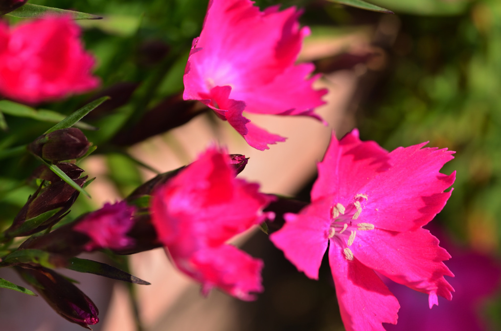 プランターの中で (5)