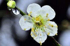 雨の梅林公園　4