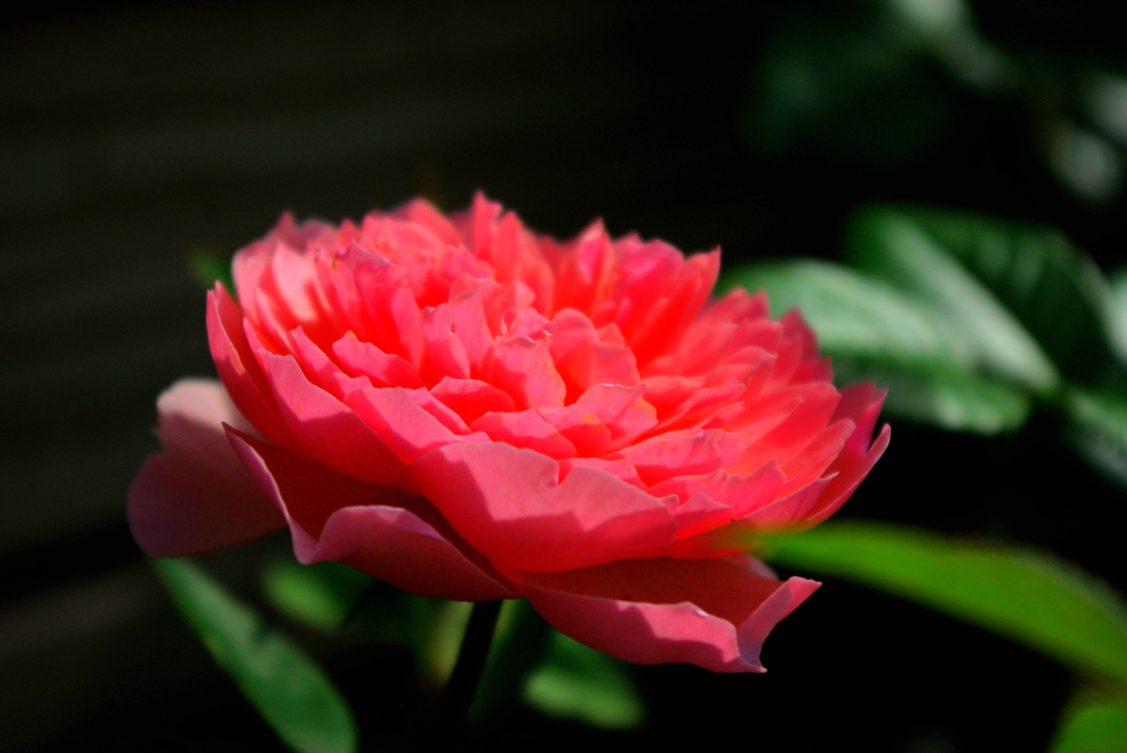 隣の薔薇　4