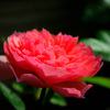 隣の薔薇　4