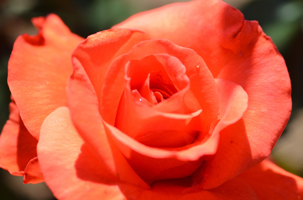 花フェスタ記念公園にて (8)