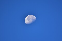 朝の月！　11/3