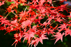 梅林公園の紅葉 (6)