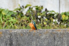 カワセミ 0211 (4)
