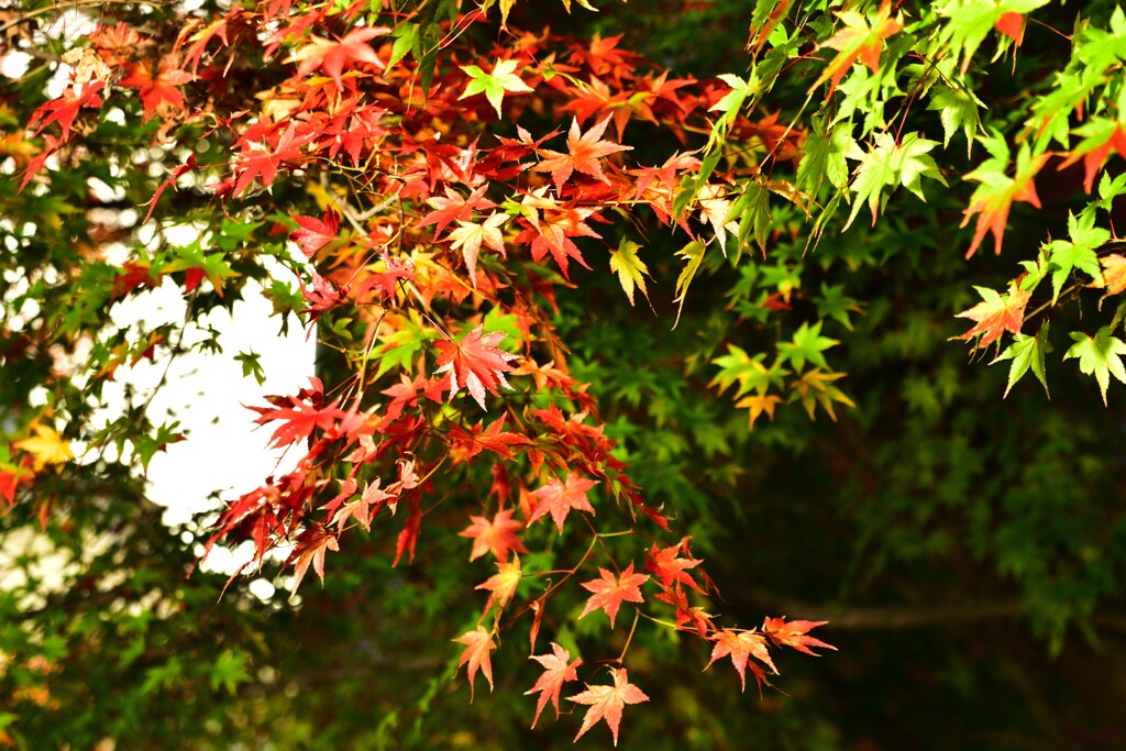 梅林公園の紅葉 (2)