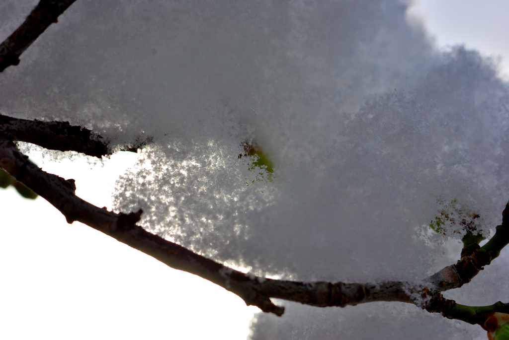 雪の梅林公園！　5　1/23