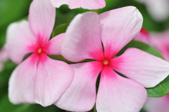 花 0032