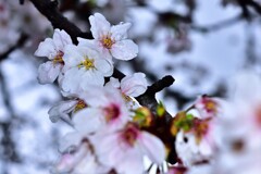 小雨　桜　新境川　3　3/26