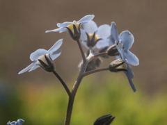 花  勿忘草
