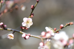梅林公園2020.02 (6)